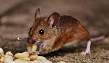 24 Hour & Emergency Exterminators in Sharp Electronic Manufac, TN
